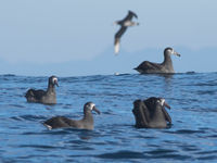 Deze albatrossen komen helemaal van de Midway eilanden ten westen van Hawaii, en spenderen de meeste tijd aan de westkust van Noord-Amerika. © Joachim Bertrands