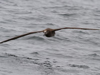 Een black-footed albatross. © Iwan Lewylle