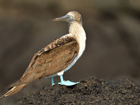 The light feet of the blue-footed booby cause a strong contrast against a dark background. © Yves Adams