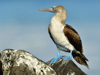 Deze tropische tegenhanger van onze jan-van-gent komt met name in de Pacifische oceaan voor. © Yves Adams