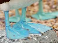 Blue-footed boobies don't leave much room for imagination when it comes to the origin of their name. © Yves Adams