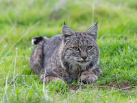 Bobcat. © Brent Paull