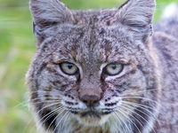 Een rode lynx (bobcat) in close-up. © Brent Paull