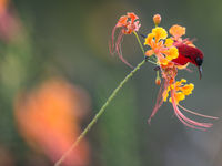 Crimson Sunbird, un oiseau au rouge magnifique ! © Billy Herman