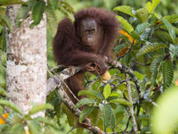 Ce splendide orang-outan a trouvé un fruit bien mûr. © Billy Herman