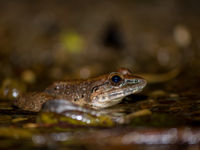 En prenant la photo à son niveau, cela donne vraiment vie à cette grenouille. © Billy Herman