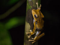 Les amphibiens sont tout aussi colorés que les autres animaux © Billy Herman