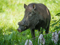 Deze bearded pig heeft zijn naam niet gestolen. © Billy Herman