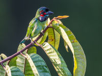 Een blue-eared barbet zit op post. © Billy Herman