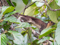 Les forêts d'Asie du Sud-Est abritent de nombreuses espèces d'écureuils, comme ce giant squirrel. © Billy Herman