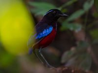 La black-crowned pitta est une autre gemme de Bornéo. © Billy Herman