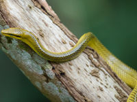 Close-up van een van de vele  boombewonende slangen op het eiland. © Billy Herman