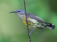 Een coppery-throated sunbird liet zich mooi fotograferen op onze afgelopen reis. © Billy Herman