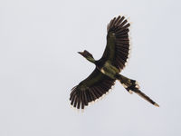 De helmeted hornbill is met uitsterven bedreigd door zijn fel begeerde hoornsnavel. Bemerk de verlengde middelste staartpennen. © Billy Herman