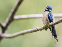 Whiskered treeswift, zo sierlijk was een gierzwaluw nog nooit. © Billy Herman