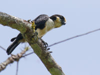 De Bornean falconet is het kleinste roofvogeltje ter wereld. © Geert Beckers