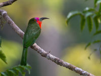 Red-bearded bee-eater sur son perchoir. © Billy Herman