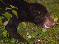 Gros plan sur un ours malais en nocturne © Billy Herman