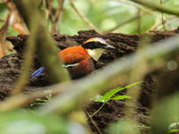 La première observation et photo d'un hybride entre une Bornean banded- et une blue-headed pitta. © Billy Herman