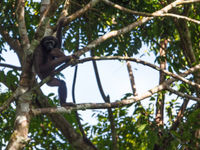 Bornean gibbon, je hoort ze eerst in de ochtend dankzij hun luide orkest. © Billy Herman