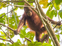 Een jonge orang-oetang houdt de indringers van het bos nauwgezet in de gaten. © Billy Herman