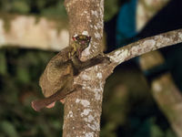 De vreemde colugo maakt zich klaar om te zweven naar een andere boom. © Billy Herman