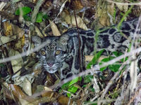 Borneose nevelpanter, dé soort van deze reis. © Annelies Jacobs