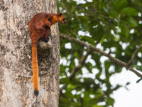 Een red giant flying squirrel maakt zich klaar om naar de volgende boom te zweven. © Billy Herman