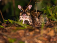 Een lesser mouse-deer geniet van een korte rustpauze. © Billy Herman