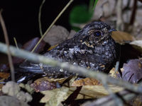 Ce sunda nightjar change un peu de tous les mammifères que vous observez la nuit. © Billy Herman