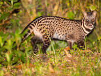 Malayan civet en nocturne. © Billy Herman