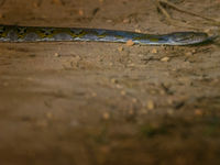 Een recent vervelde reticulated python, te herkennen aan de blauwe glans. © Billy Herman