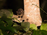 La small-toothed palm civet, une espèce arboricole. © Billy Herman