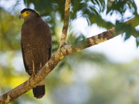 Een crested serpent-eagle zit te roepen nabij het nest. © Billy Herman