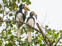 Ce couple d'Oriental pied hornbill se laisse magnifiquement observer.  © Billy Herman