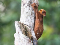 Een colugo nabij een bijennest. Ze zijn steeds op zoek naar zoete lekkernijen. © Billy Herman