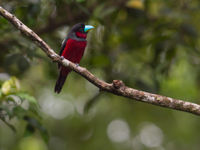 De nombreux oiseaux aux couleurs éclatantes s'observent à Bornéo. © Billy Herman