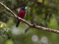 Black-and-red broadbill, een soort die uit de kinderboeken lijkt te komen. © Billy Herman