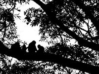 Une famille de macaques profite du coucher de soleil dans l'un des grands arbres de Bornéo. © Billy Herman