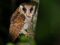 Geen uil is zo bizar als de oriental bay owl. © Billy Herman