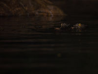 Ce crocodile nous observe lors d'une sortie nocturne. © Billy Herman