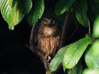 En nocturne : Buffy fish owl. © Billy Herman