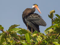 Cigogne de Storm effectuant sa toilette, une spécialité de ce voyage, mais en danger critique d'extinction. © Billy Herman