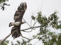 Grey-headed fish eagle, een krachtige rover van de rivieroevers en steeds te verwachten op deze reis. © Billy Herman