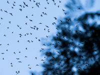 Een gigantische uitstroom van vleermuizen is best een spectaculair zicht! © Billy Herman