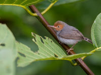 Un ashy tailorbird appelle sa femelle depuis son poste de chant. © Billy Herman