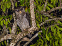 Barred eagle-owl is een spectaculaire verschijning in de bossen van Borneo. © Billy Herman