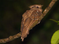 La large frogmouth, une espèce en voie de disparition qui a déjà disparu dans de grandes parties de l'Asie du Sud-Est. © Billy Herman