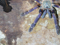 Tarantule aux superbes couleurs. © Billy Herman