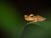 Gros plan sur une grenouille. © Billy Herman